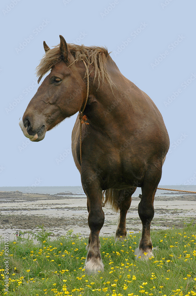 cheval de trait cheval de trait