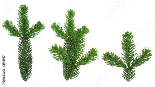 design elements - isolated spruce twigs xxl image