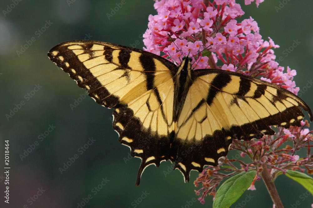 Naklejka premium western tiger swallowtail butterfly