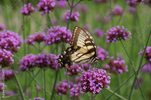 eastern tiger swallowtail butterfly