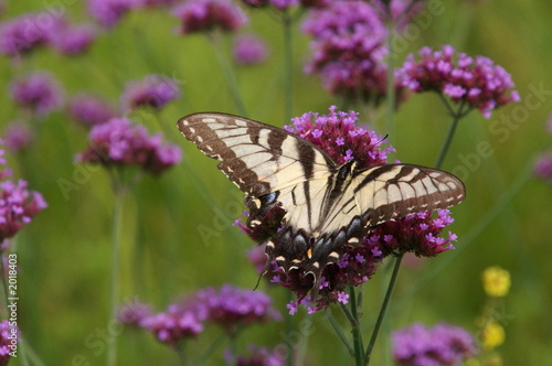 eastern tiger swallowtail butterfly