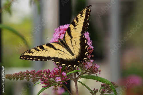 western tiger swallowtail butterfly