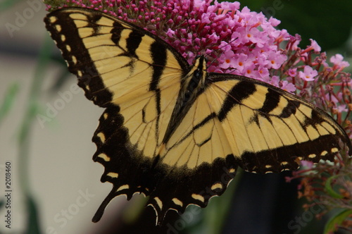 western tiger swallowtail butterfly