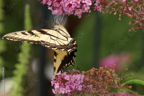 western tiger swallowtail butterfly