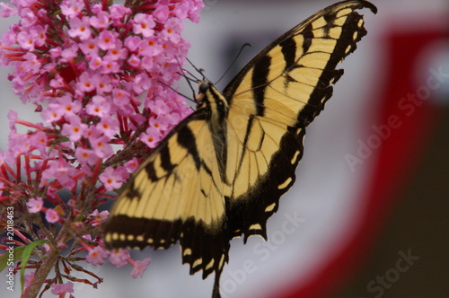 western tiger swallowtail butterfly