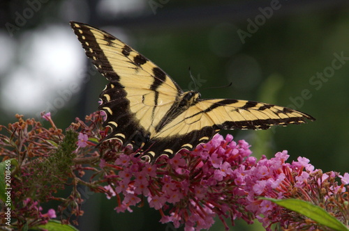 western tiger swallowtail butterfly