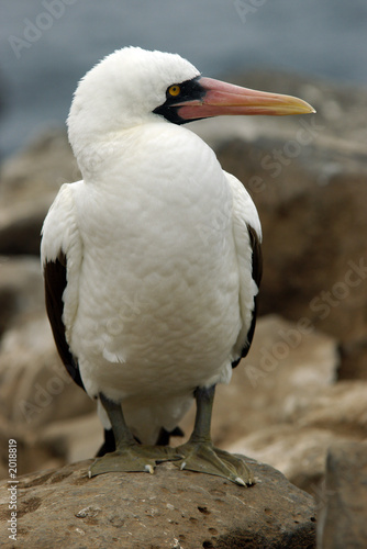 masked booby