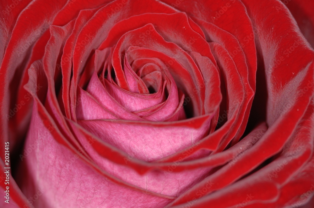 rose satinee rose satinee