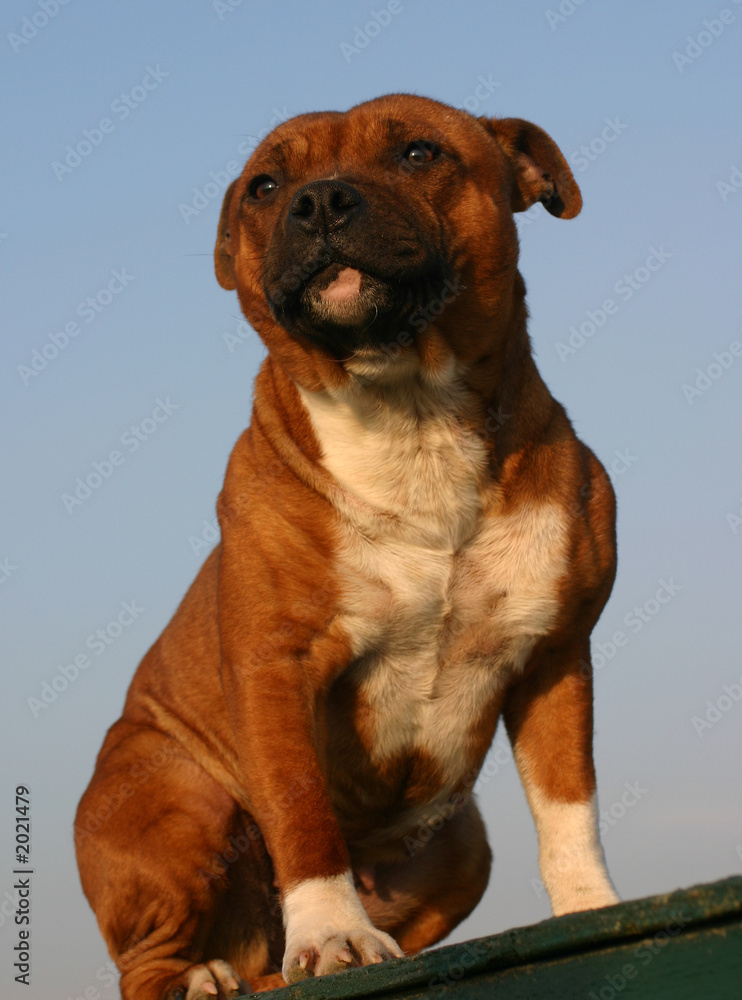 Obraz premium staffie assis