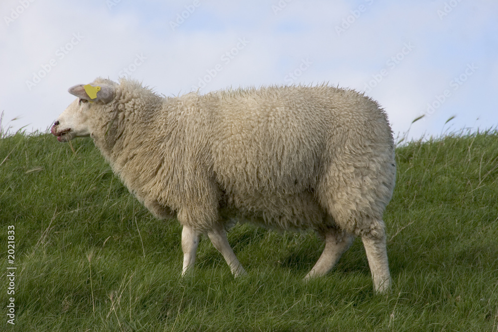 Naklejka premium sheep