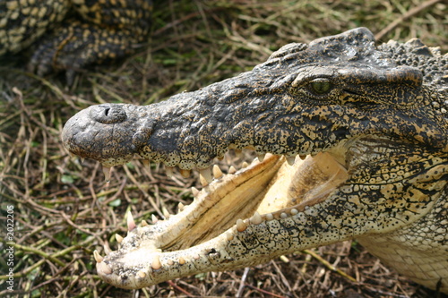 Photography crocodile cuba