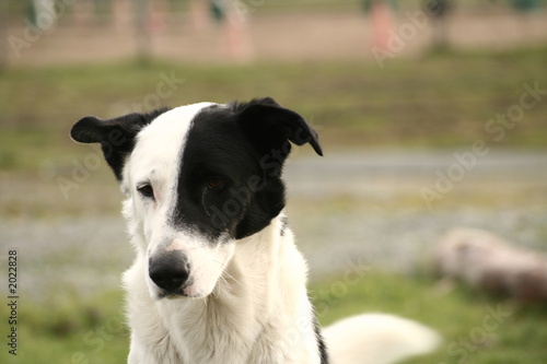 le chien corsaire
