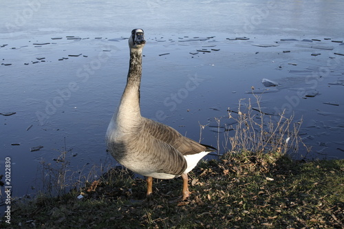 le canard en colère
