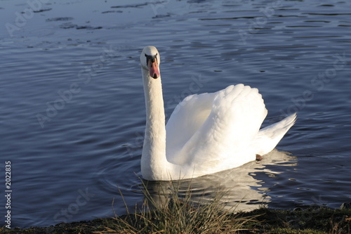 le cigne 2