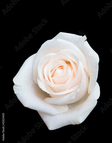Fototapeta Naklejka Na Ścianę i Meble -  white rose isolated