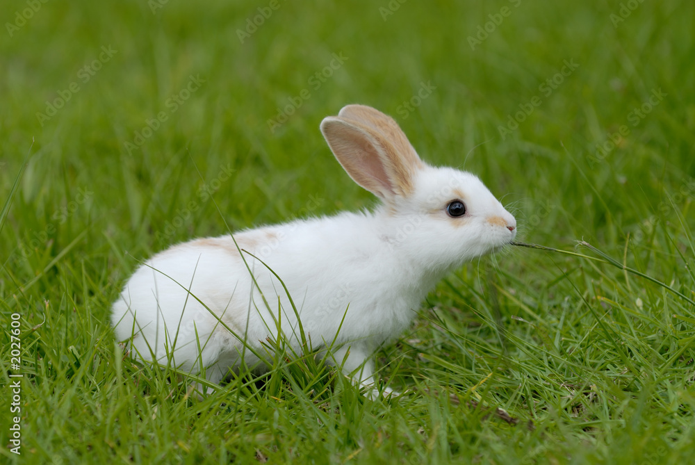white rabbit on the grass white rabbit on the grass