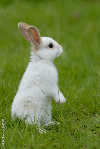 white rabbit on the grass