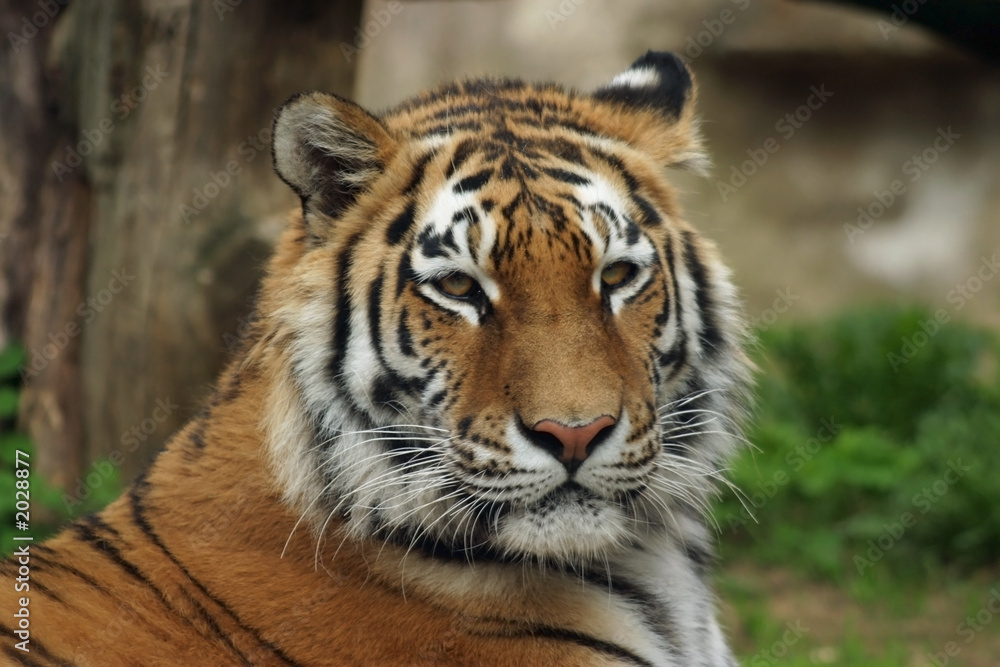 siberian tiger, amur tiger siberian tiger, amur tiger