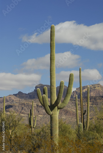 saguaro cactus
