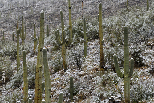 saguaro cactus in snow