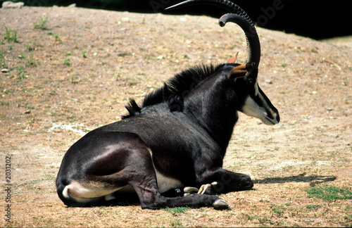 sable antelope