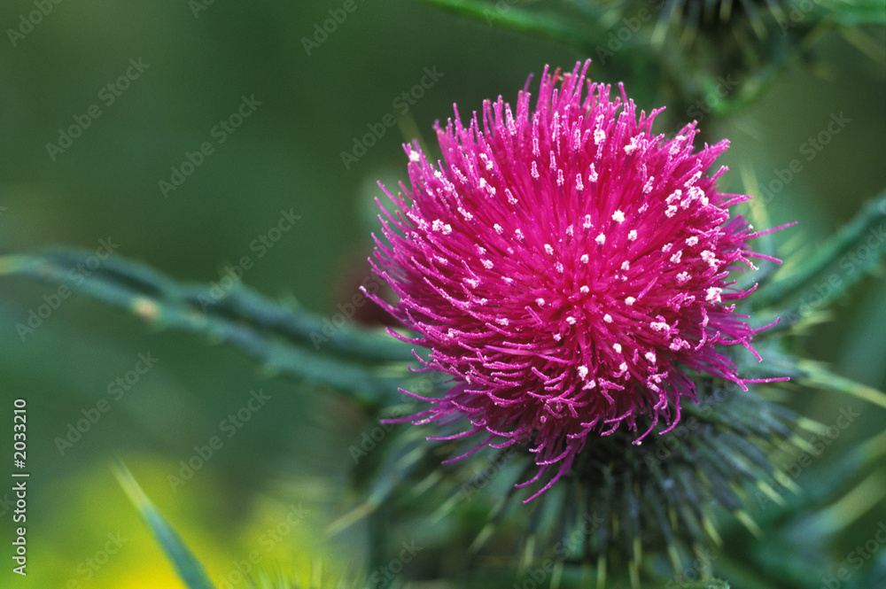 thistle