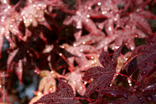 claret rain
