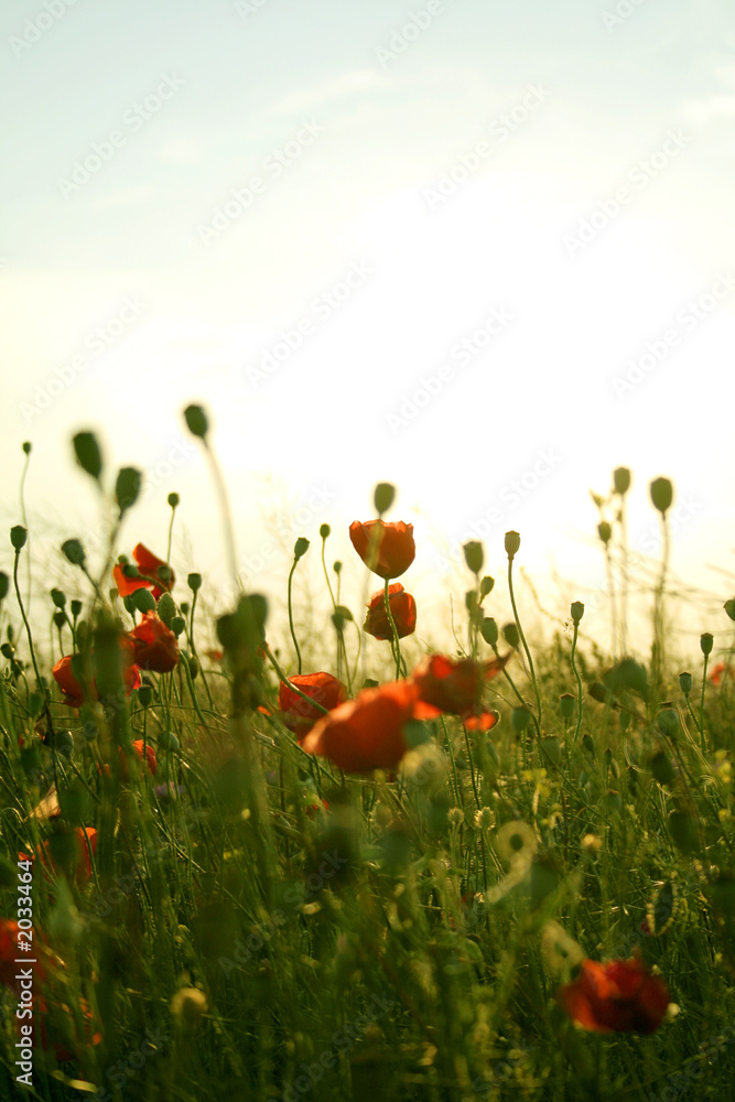 Naklejka premium field