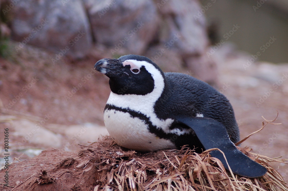 Fototapeta premium penguin