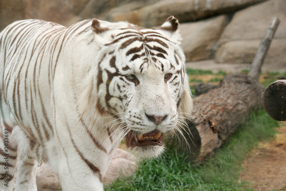 Naklejka premium rare white tiger