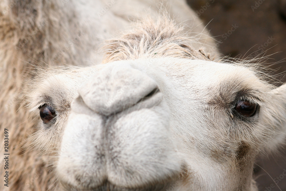 Fototapeta premium white camel