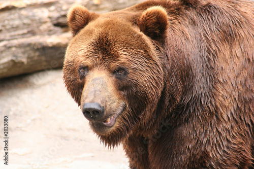 portrait a brown bear