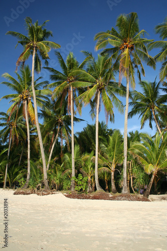 boracay palms