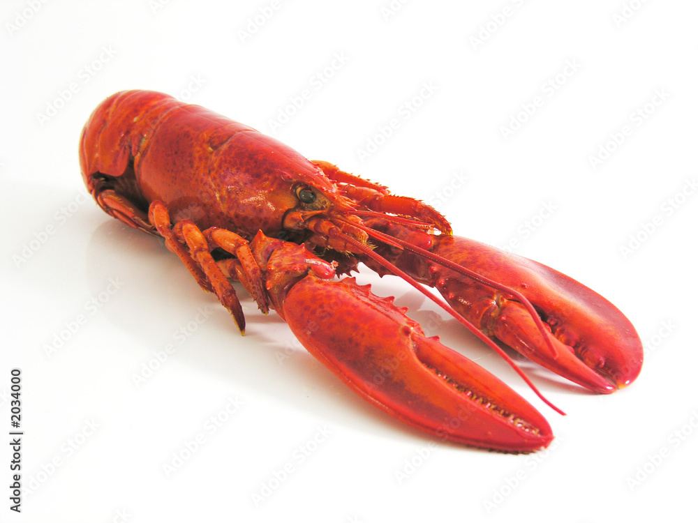 homard homard