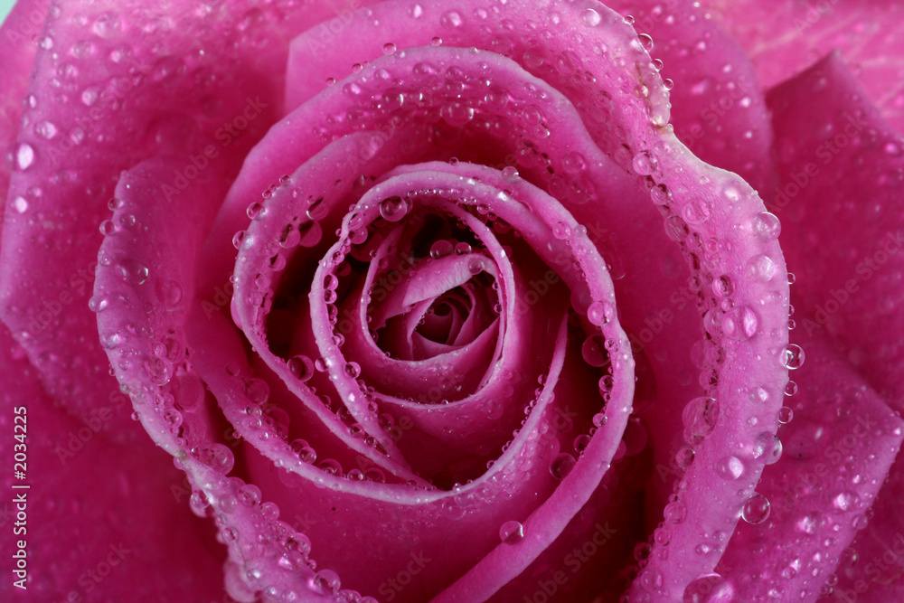 dewy rose