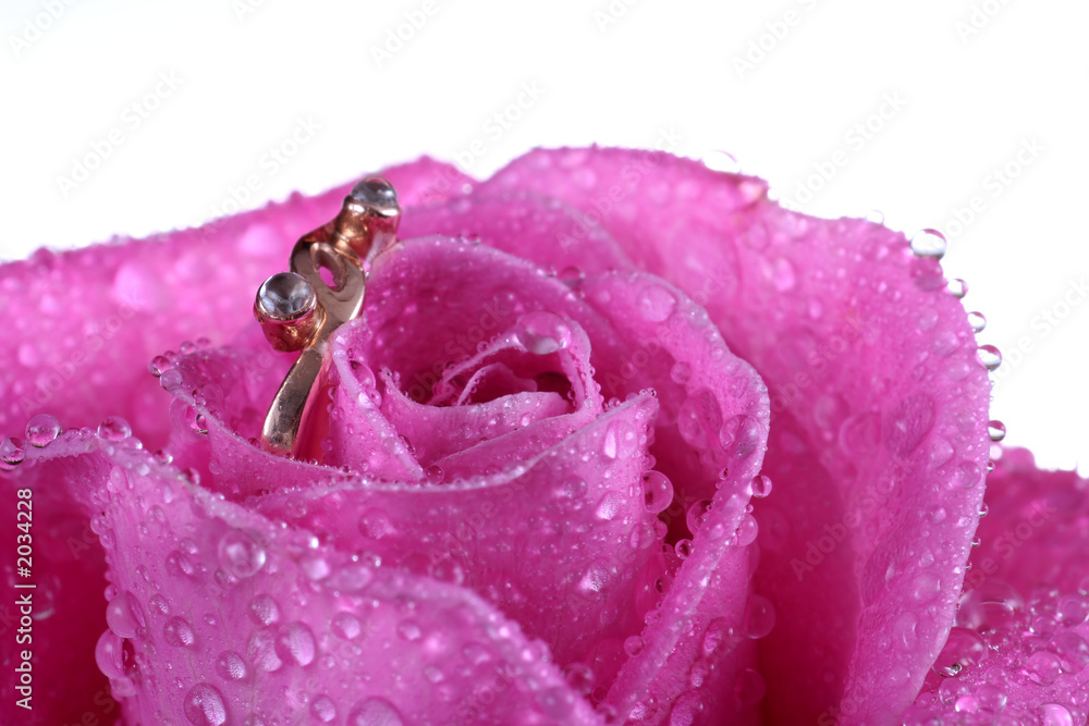 close up of gold ring in pink rose close up of gold ring in pink rose