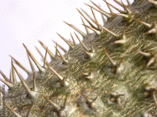 madagaskarpalme, pachypodium photo