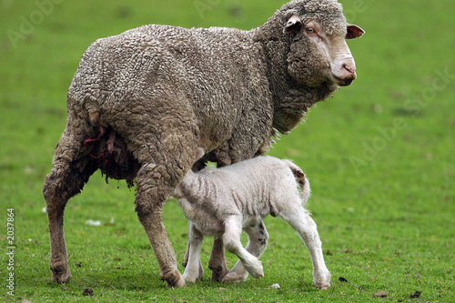 sheep and lamb photo