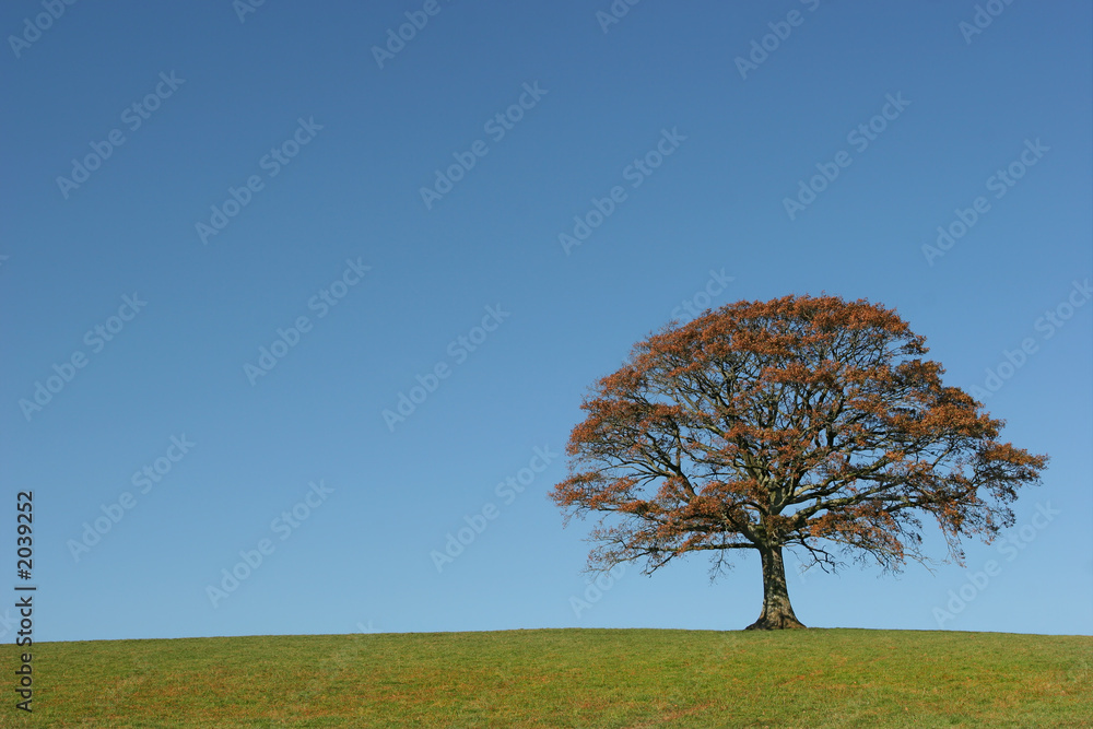 the oak in autumn