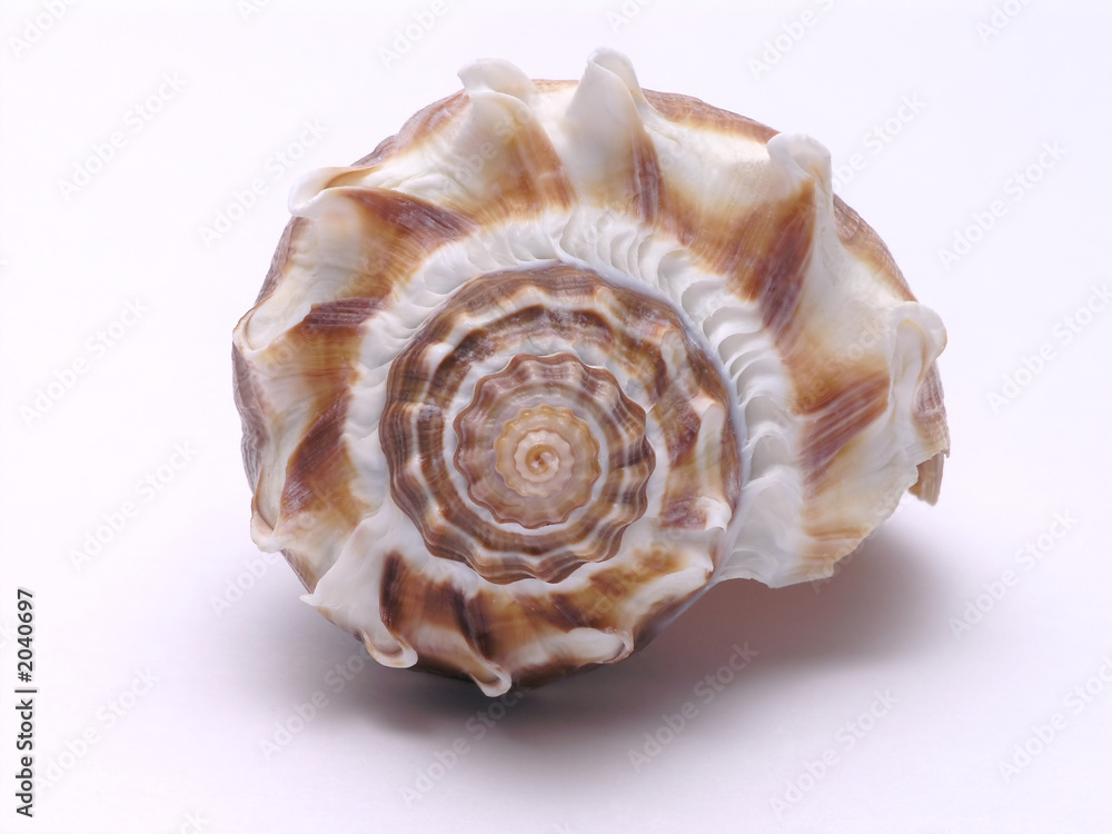 sea shell - 3 sea shell - 3