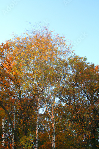 birch, autumn landscape