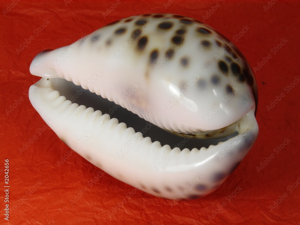 shell shell