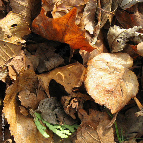 dry leaves