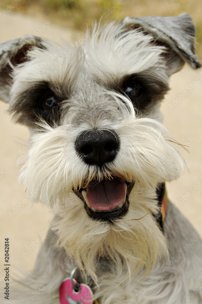 mineature schnauzer