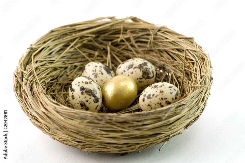 nest nest