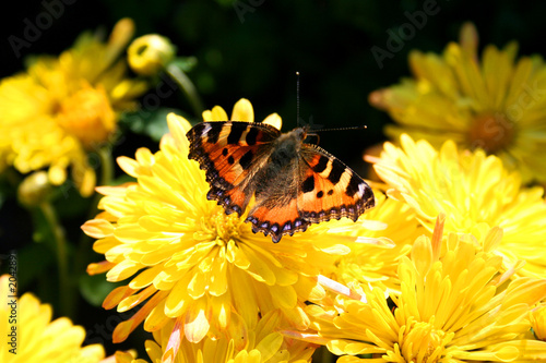 butterfly over the flower #2042891