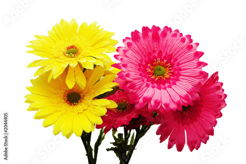 yellow and pink flowers isolated on white