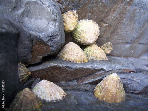 limpets