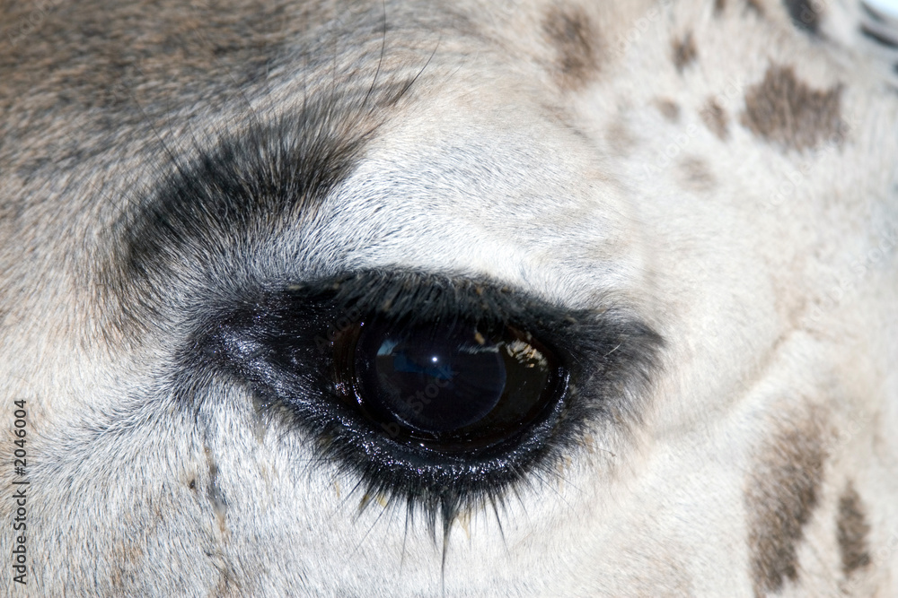 giraffe close-up