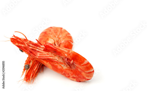 shrimps pair 3